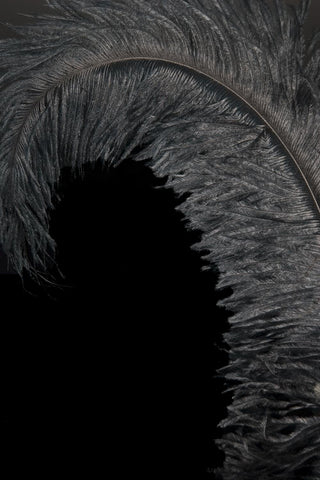 Original STRAUSSENFEDER schwarz